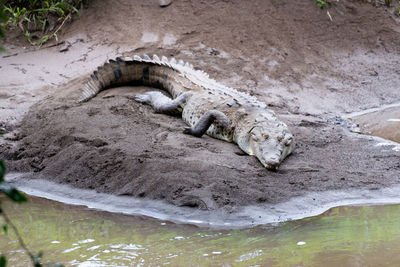 Crocodile resting on the river bank