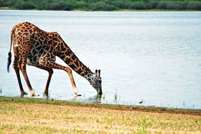Giraffe drinking water in lake