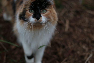 Close-up portrait of a cat