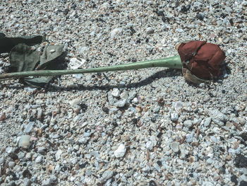 Close-up high angle view of leaves