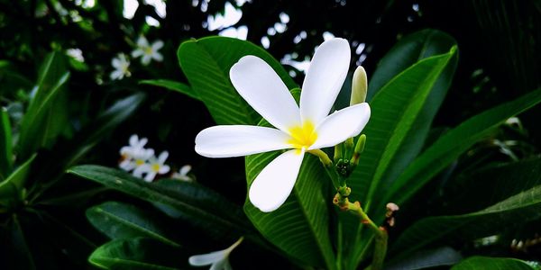 Close-up of white flowering plant