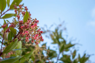 Low angle view of flowering plant against sky