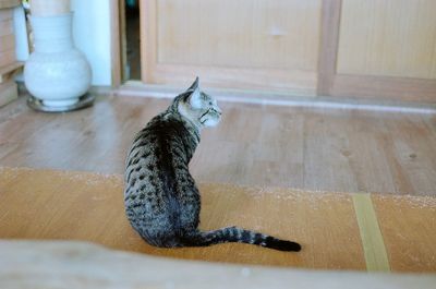 Cat looking up