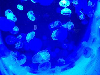 School of fish swimming in sea