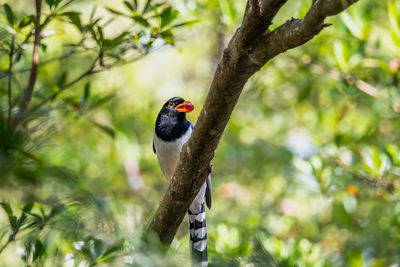 Close-up of bird perching on tree