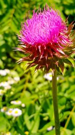 Close-up of pink flowers