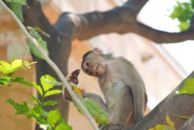 Close-up of elephant monkey