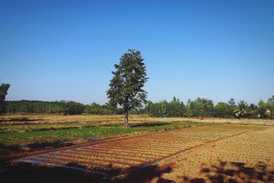 Scenic view of field against clear sky