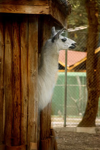 View of cat in cage at zoo