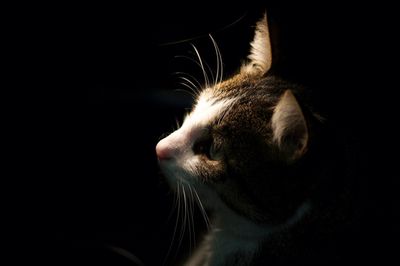 Close-up of cat against black background