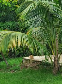 Palm trees growing on field