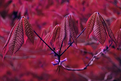 Close-up of red leaves on plant