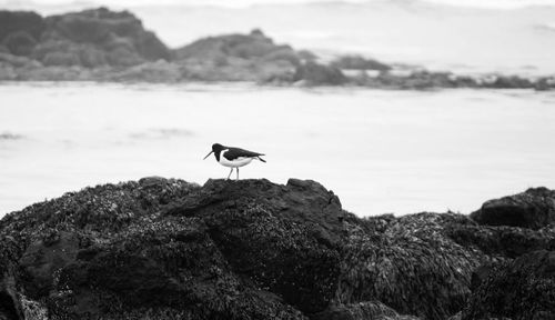 Bird perching on rock by lake against sky