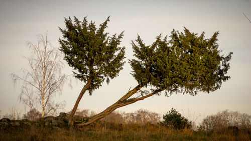 Trees on field against clear sky