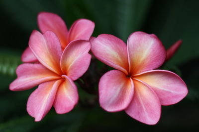 Close-up of pink frangipani flowers in park