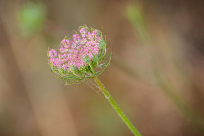 Close-up of purple flowering plant