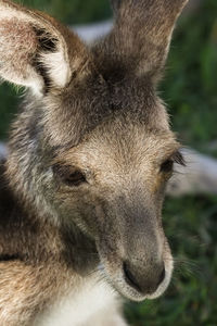 Portrait of a pretty face or whiptail wallaby