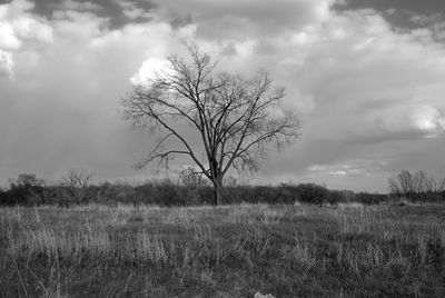 Black and white tree in the prairie