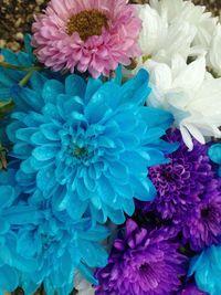 Close-up of purple flowers