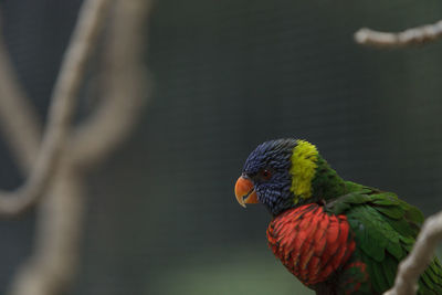 Close-up of a parrot against blurred background