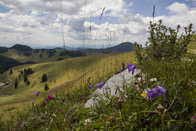 Scenic view of crocus on field against sky