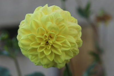 Close-up of yellow flowering plant