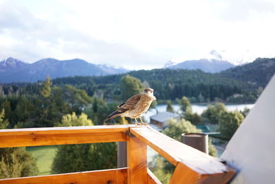 Birds perching on railing against mountain