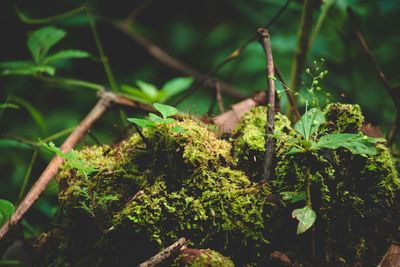 Close-up of moss growing on field