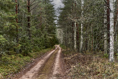 Road amidst trees in forest