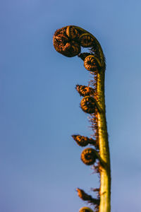 Low angle view of insect against clear blue sky