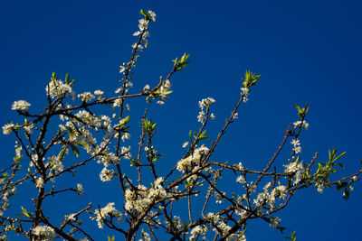 Low angle view of flower tree against clear blue sky