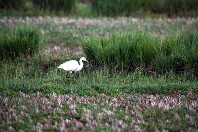 White bird on a field