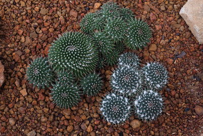 High angle view of succulent plant on field
