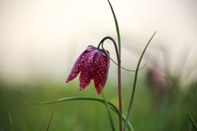 Close-up of red flower with dew drops