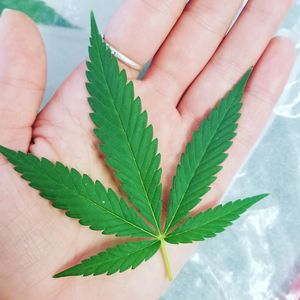 Close-up of hand holding cannabis leaf