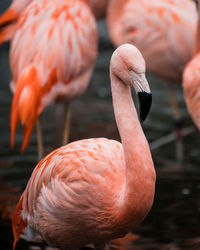 Close-up of flamingo