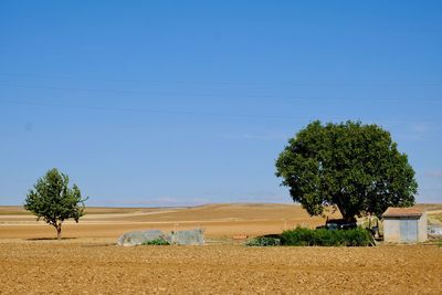 Trees on field against clear blue sky