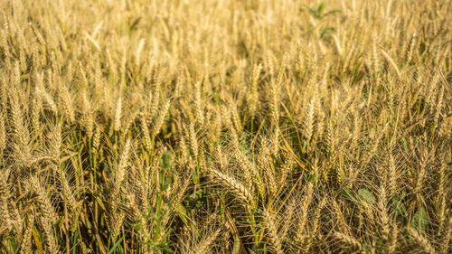 Full frame shot of wheat field