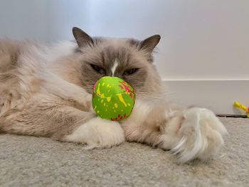 An adorable ragdoll cat acts humorous with her ball.