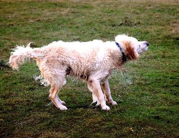 Full length of dog on field