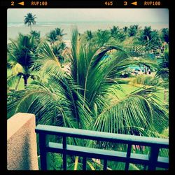 Close-up of palm trees