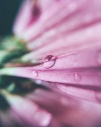 Macro shot of pink flower