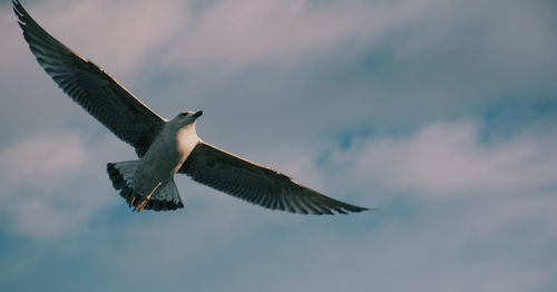 Low angle view of bird flying against sky