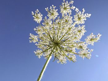 Low angle view of flowers against blue sky