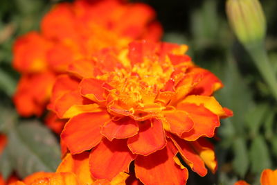 Close-up of flower blooming outdoors