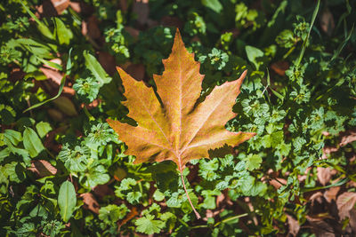 Close-up of maple leaves during autumn