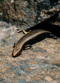 Close-up of insect on rock