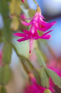 Close-up of pink flower blooming outdoors