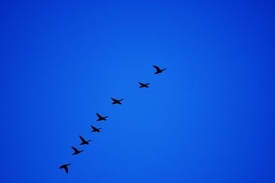 Low angle view of birds flying against clear blue sky