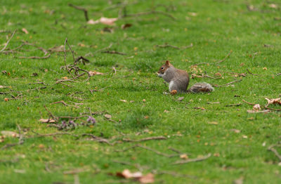 Grey squirrel in the outdoors, sciurus carolinensis